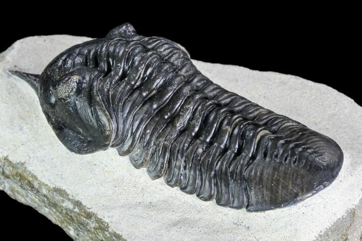 Morocconites Trilobite Fossil - Morocco #108494